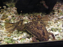 Xenopus laevis