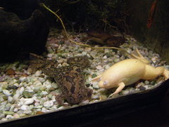 Xenopus laevis