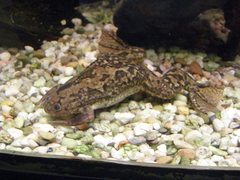Xenopus laevis