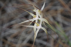 Caladenia varians