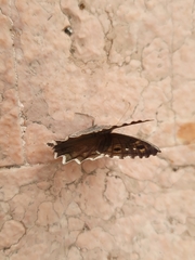 Hipparchia statilinus