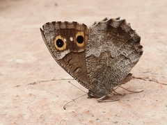 Hipparchia statilinus