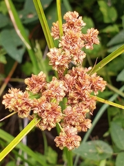 Cyperus pseudovegetus