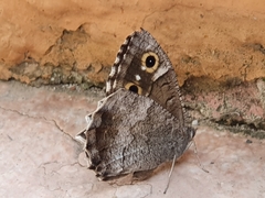 Hipparchia statilinus