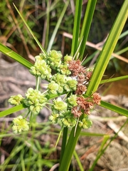 Cyperus pseudovegetus