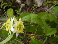 Passiflora biflora