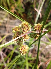 Cyperus pseudovegetus