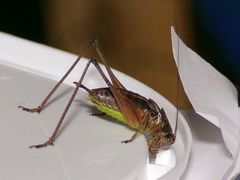 Pachytrachis gracilis