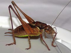 Pachytrachis gracilis