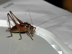 Pachytrachis gracilis