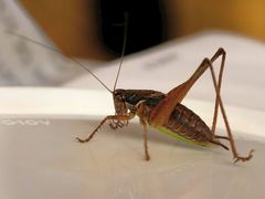 Pachytrachis gracilis