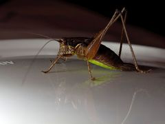 Pachytrachis gracilis