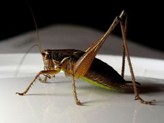 Pachytrachis gracilis