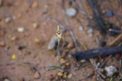 Caladenia pachychila