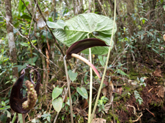 Anthurium caramantae