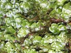 Lunularia