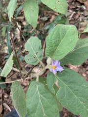 Solanum densevestitum