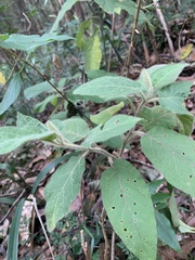 Solanum densevestitum