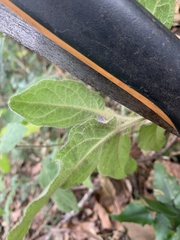 Solanum densevestitum