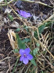 Erodium gruinum