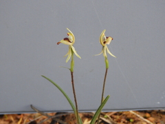 Caladenia pachychila