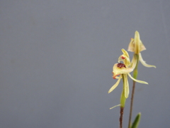 Caladenia pachychila