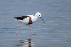 Cladorhynchus leucocephalus