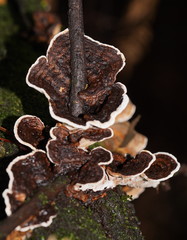 Datronia brunneoleuca