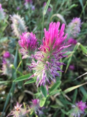 Trifolium purpureum