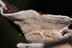 Datronia brunneoleuca