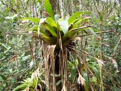 Tillandsia complanata