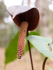 Anthurium caramantae