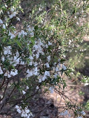 Styphelia setigera