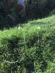 Moraea collina