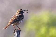 Certhilauda curvirostris