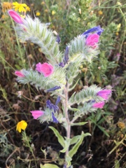 Echium judaeum