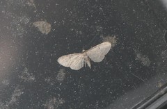 Eupithecia tenuiata