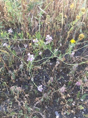 Erucaria hispanica