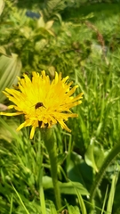 Hypochaeris maculata