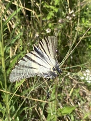 Iphiclides