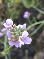 Erucaria hispanica