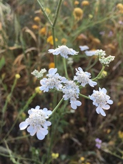 Tordylium carmeli