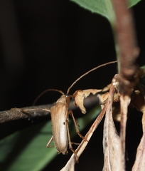 Centrodera