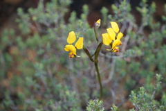Diuris carecta