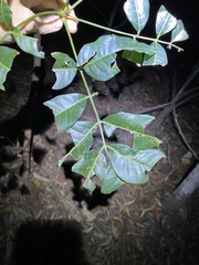 Flindersia australis