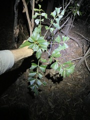 Flindersia australis