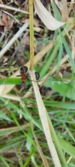 Formica polyctena