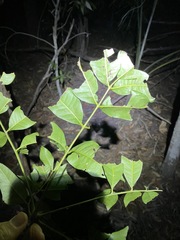 Flindersia australis