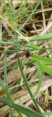 Formica polyctena