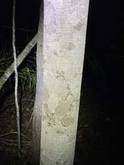 Flindersia australis